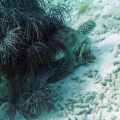   taken bonaire 6mp camera no flash strbe  